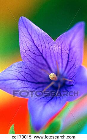 Balloon flower (Platycodon grandiflorum) View Large Photo Image Stock Photography - Balloon flower (Platycodon grandiflorum). Fotosearch