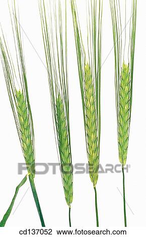 Barley (Hordeum vulgare) View Large Photo Image Stock Image - Barley (Hordeum vulgare). Fotosearch
