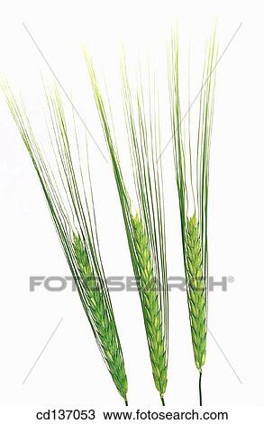 Barley (Hordeum vulgare) View Large Photo Image Stock Image - Barley (Hordeum vulgare). Fotosearch