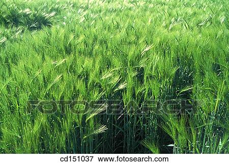 Barley View Large Photo Image Stock Photo - Barley. Fotosearch