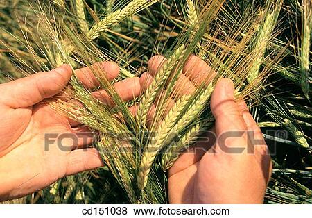 Barley View Large Photo Image Stock Photo - Barley. Fotosearch