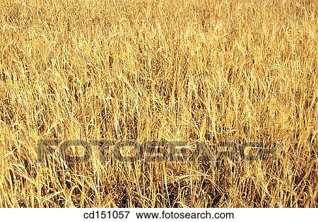 Barley View Large Photo Image Stock Photo - Barley. Fotosearch