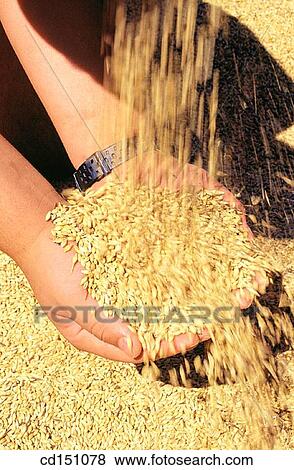 Barley View Large Photo Image Stock Photo - Barley. Fotosearch