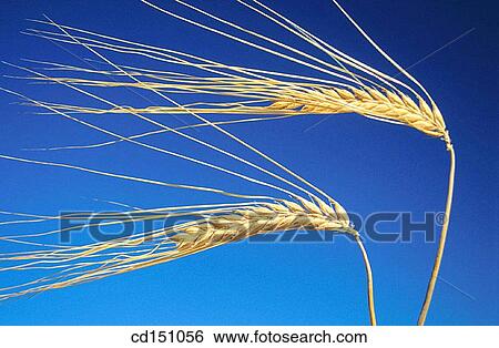 Stock Photograph - Barley. Fotosearch