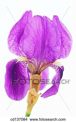 Picture - Bearded Iris (Iris germanica). Fotosearch