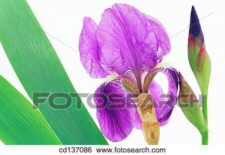 Stock Photograph - Bearded Iris (Iris germanica). Fotosearch