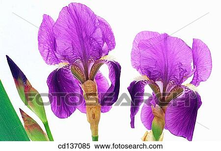 Stock Photography - Bearded Iris (Iris germanica). Fotosearch