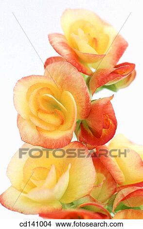Picture - Begonia (Begonia multiflora). Fotosearch