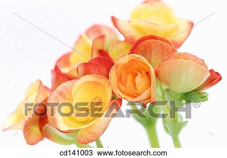 Stock Image - Begonia (Begonia multiflora). Fotosearch