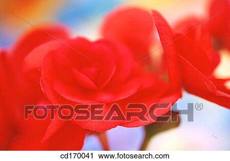 Begonia (Begonia tuberosa) View Large Photo Image Stock Image - Begonia (Begonia tuberosa). Fotosearch