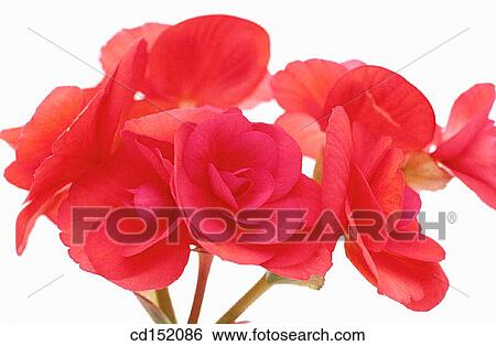 Stock Photograph - Begonia tuberosa. Fotosearch