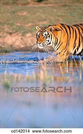 Bengal Tiger (Panthera tigris tigris), captive. India View Large Photo Image Picture - Bengal Tiger (Panthera tigris tigris), captive. India. Fotosearch