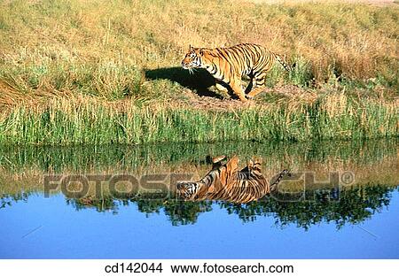 Bengal Tiger (Panthera tigris tigris), captive. India View Large Photo Image Picture - Bengal Tiger (Panthera tigris tigris), captive. India. Fotosearch