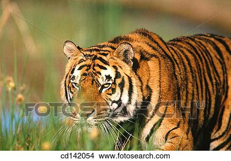 Bengal Tiger (Panthera tigris tigris), captive. India View Large Photo Image Picture - Bengal Tiger (Panthera tigris tigris), captive. India. Fotosearch