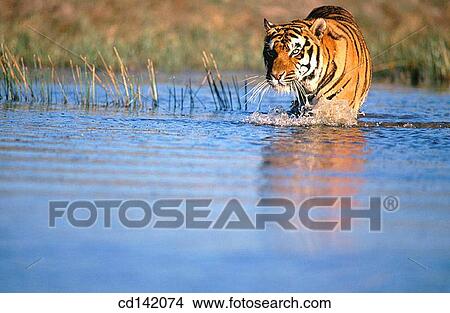 Bengal Tiger (Panthera tigris tigris), captive. India View Large Photo Image Picture - Bengal Tiger (Panthera tigris tigris), captive. India. Fotosearch