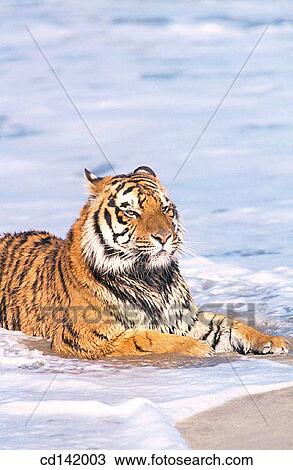 Bengal Tiger (Panthera tigris tigris) View Large Photo Image Stock Image - Bengal Tiger (Panthera tigris tigris). Fotosearch