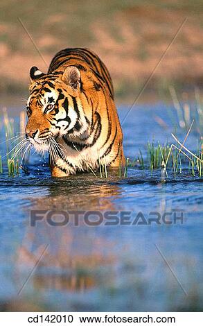 Bengal Tiger (Panthera tigris tigris), captive. India View Large Photo Image Stock Image - Bengal Tiger (Panthera tigris tigris), captive. India. Fotosearch