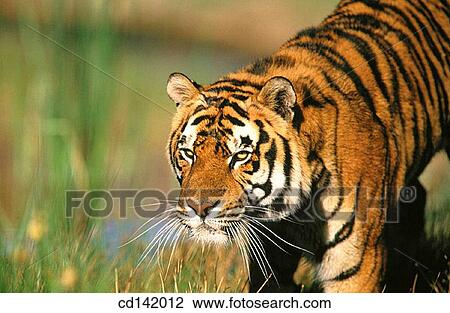 Bengal Tiger (Panthera tigris tigris), captive. India View Large Photo Image Stock Image - Bengal Tiger (Panthera tigris tigris), captive. India. Fotosearch