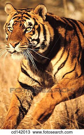 Bengal Tiger (Panthera tigris tigris), captive. India View Large Photo Image Stock Image - Bengal Tiger (Panthera tigris tigris), captive. India. Fotosearch