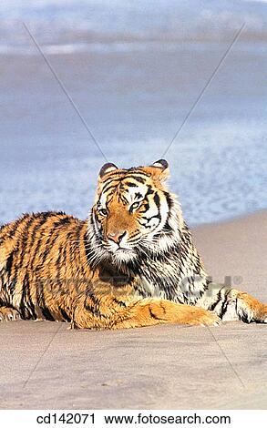 Stock Image - Bengal Tiger (Panthera tigris tigris). Fotosearch