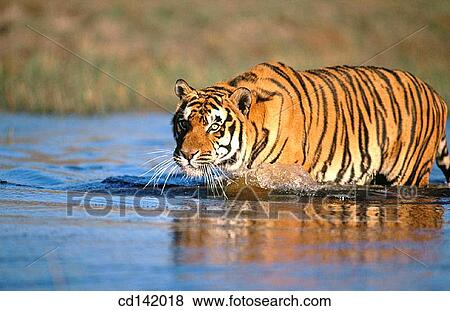 Bengal Tiger (Panthera tigris tigris), captive. India View Large Photo Image Stock Photo - Bengal Tiger (Panthera tigris tigris), captive. India. Fotosearch