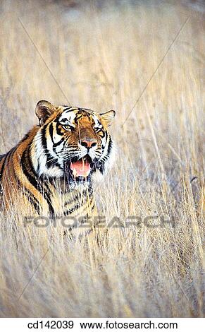 Bengal Tiger (Panthera tigris tigris) View Large Photo Image Stock Photo - Bengal Tiger (Panthera tigris tigris). Fotosearch
