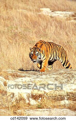 Bengal Tiger (Panthera tigris tigris). Asia View Large Photo Image Stock Photo - Bengal Tiger (Panthera tigris tigris). Asia. Fotosearch