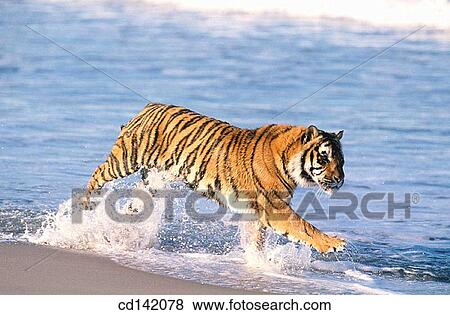 Bengal Tiger (Panthera tigris tigris) View Large Photo Image Stock Photo - Bengal Tiger (Panthera tigris tigris). Fotosearch