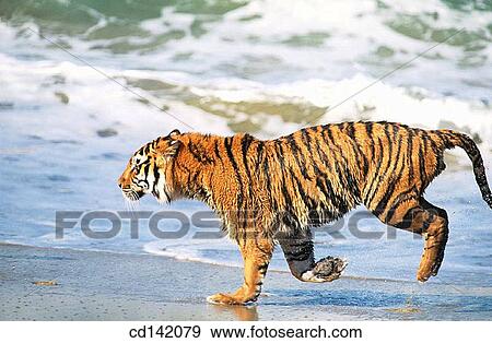 Bengal Tiger (Panthera tigris tigris) View Large Photo Image Stock Photo - Bengal Tiger (Panthera tigris tigris). Fotosearch