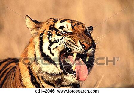 Bengal Tiger (Panthera tigris tigris), captive. India View Large Photo Image Stock Photograph - Bengal Tiger (Panthera tigris tigris), captive. India. Fotosearch