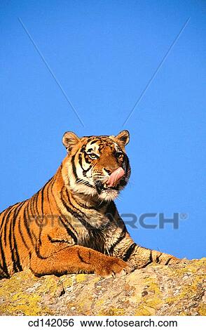 Bengal Tiger (Panthera tigris tigris), captive. India View Large Photo Image Stock Photograph - Bengal Tiger (Panthera tigris tigris), captive. India. Fotosearch