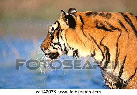 Bengal Tiger (Panthera tigris tigris), captive. India View Large Photo Image Stock Photograph - Bengal Tiger (Panthera tigris tigris), captive. India. Fotosearch