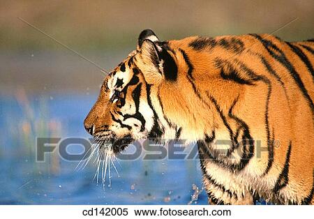 Bengal Tiger (Panthera tigris tigris), captive. India View Large Photo Image Stock Photography - Bengal Tiger (Panthera tigris tigris), captive. India. Fotosearch