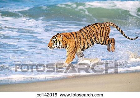 Stock Photography - Bengal Tiger (Panthera tigris tigris). Fotosearch