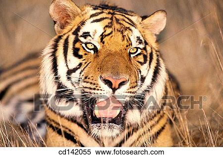 Bengal Tiger (Panthera tigris tigris) View Large Photo Image Stock Photography - Bengal Tiger (Panthera tigris tigris). Fotosearch