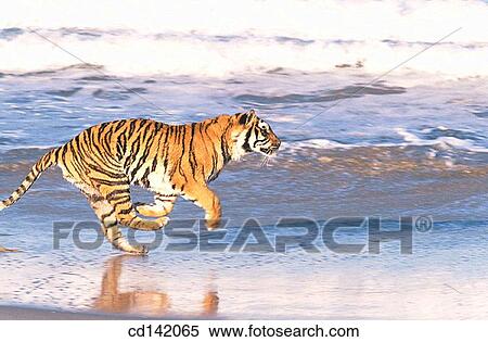 Stock Photography - Bengal Tiger (Panthera tigris tigris). Fotosearch