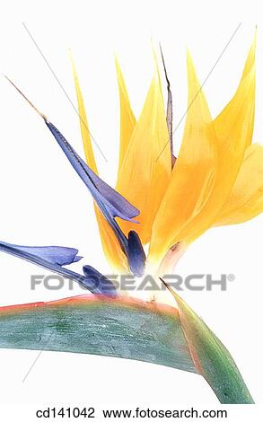 Bird of Paradise (Strelitzia reginae) View Large Photo Image Stock Image - Bird of Paradise (Strelitzia reginae). Fotosearch