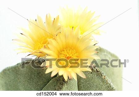 Bishop's cap, Astrophytum myriostigma View Large Photo Image Picture - Bishop's cap, Astrophytum myriostigma. Fotosearch