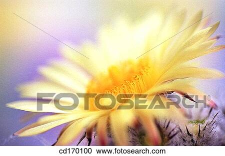Bishop's Cap (Astrophytum myriostigma) View Large Photo Image Stock Image - Bishop's Cap (Astrophytum myriostigma). Fotosearch
