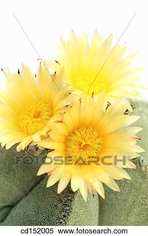 Bishop's cap, Astrophytum myriostigma View Large Photo Image Stock Photography - Bishop's cap, Astrophytum myriostigma. Fotosearch