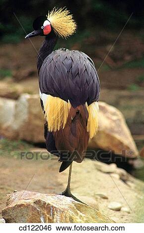 Stock Photograph - Black Crowned Crane (Balearica pavonina). Fotosearch