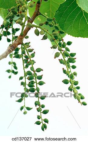 Black Poplar (Populus nigra) View Large Photo Image Stock Photo - Black Poplar (Populus nigra). Fotosearch