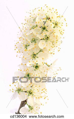 Blackthorn flowers (Prunus spinosa) View Large Photo Image Picture - Blackthorn flowers (Prunus spinosa). Fotosearch