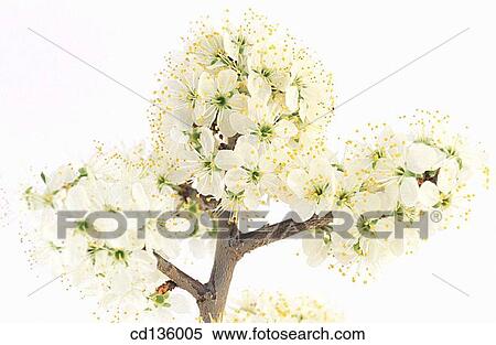 Blackthorn flowers (Prunus spinosa) View Large Photo Image Stock Photography - Blackthorn flowers (Prunus spinosa). Fotosearch
