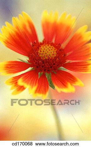 Blanketflower (Gaillardia hybr. ) View Large Photo Image Stock Photo - Blanketflower (Gaillardia hybr. ). Fotosearch