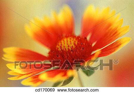 Blanketflower (Gaillardia hybr. ) View Large Photo Image Stock Photo - Blanketflower (Gaillardia hybr. ). Fotosearch