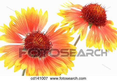 Blanketflowers (Gaillardia sp. ) View Large Photo Image Stock Photo - Blanketflowers (Gaillardia sp. ). Fotosearch