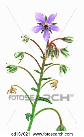 Borage (Borago officinalis) View Large Photo Image Stock Image - Borage (Borago officinalis). Fotosearch