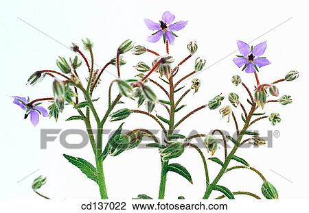 Borage (Borago officinalis) View Large Photo Image Stock Image - Borage (Borago officinalis). Fotosearch