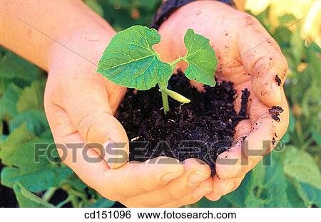 botany, caretaking, Caretake, Care take, agriculture View Large Photo Image Stock Photograph - botany, caretaking, Caretake, Care take, agriculture. Fotosearch